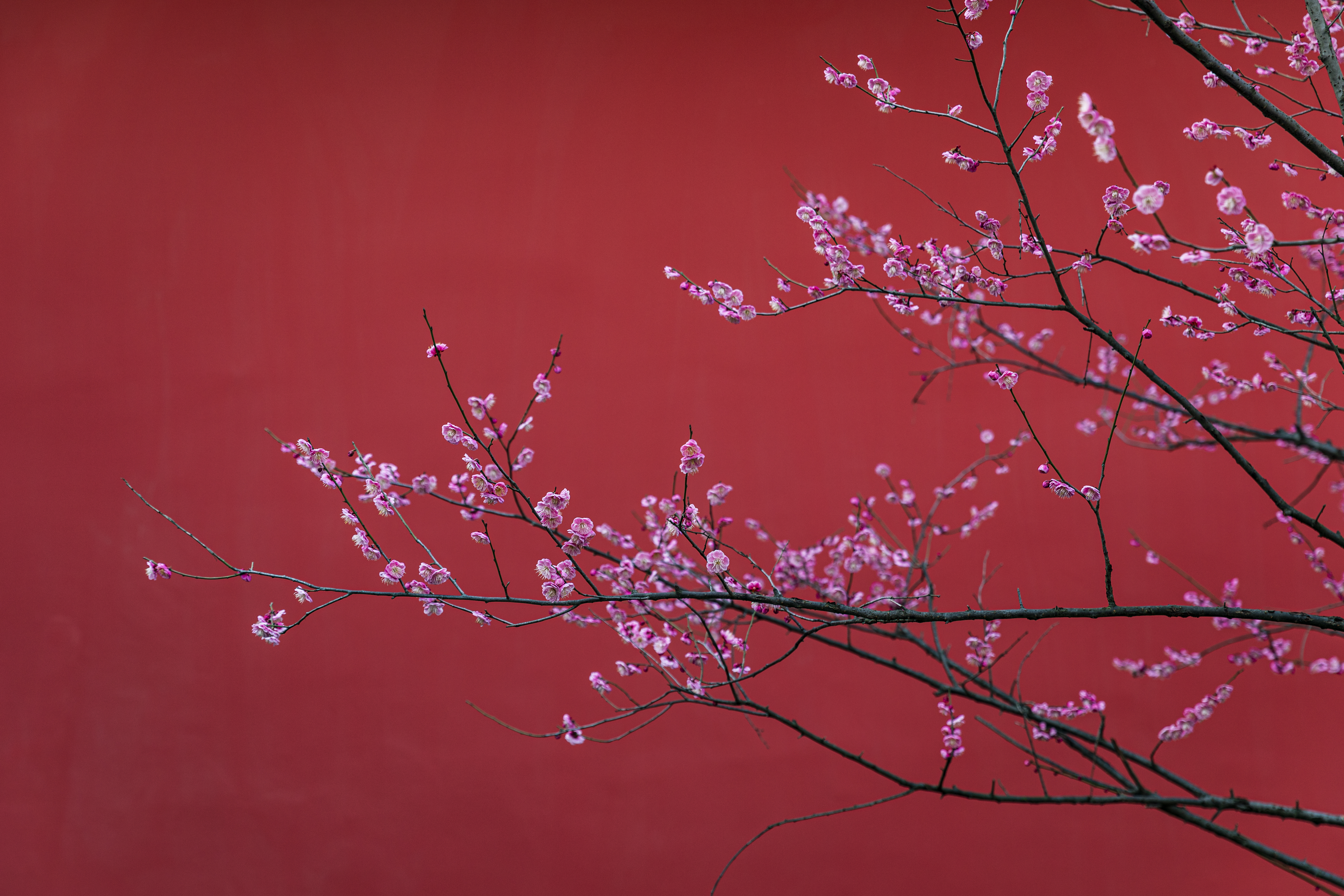 Hangzhou dynastic history — traditional architecture and palace gardens