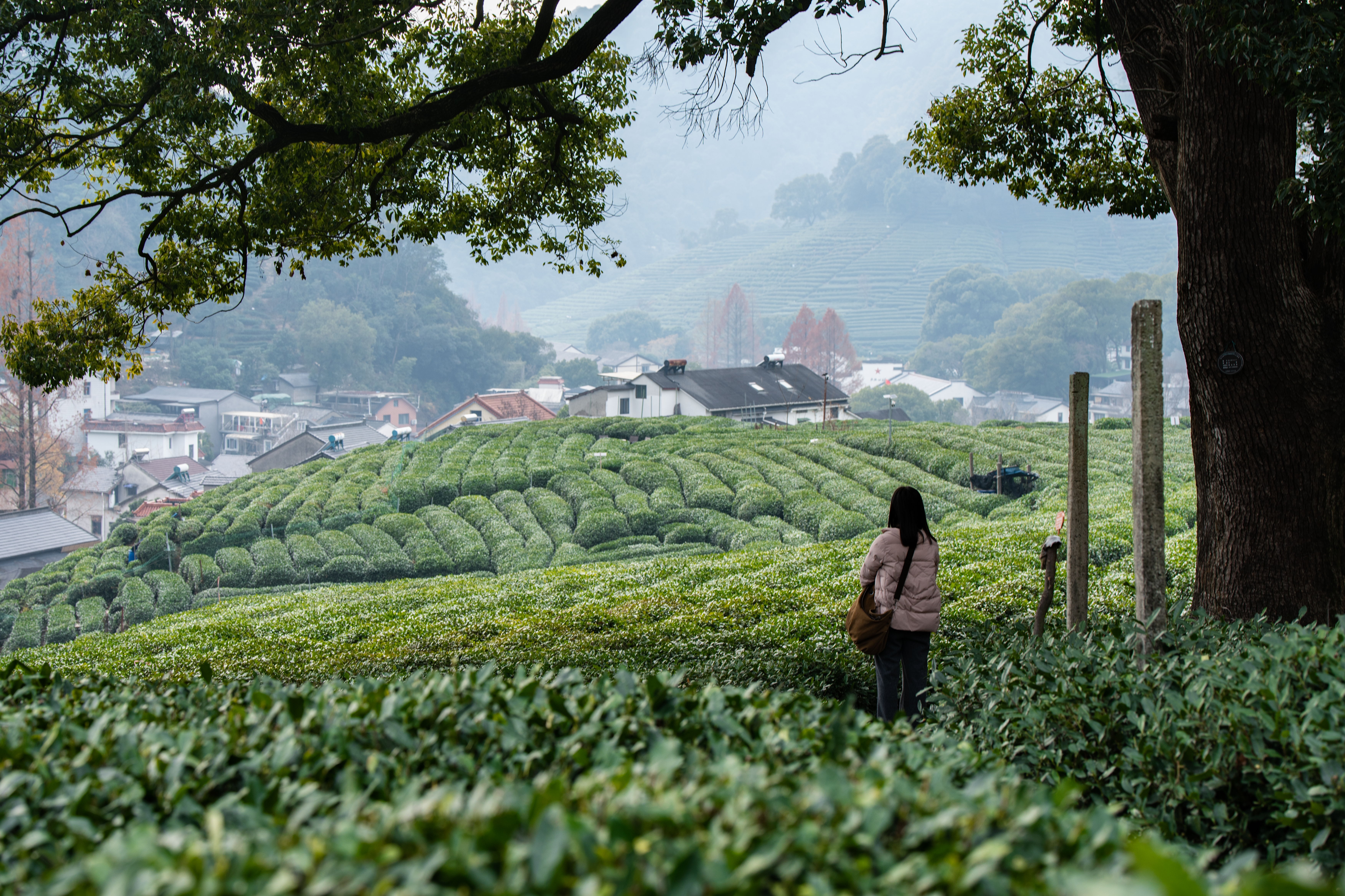 Longjing tea plantations — terraced hills in Hangzhou