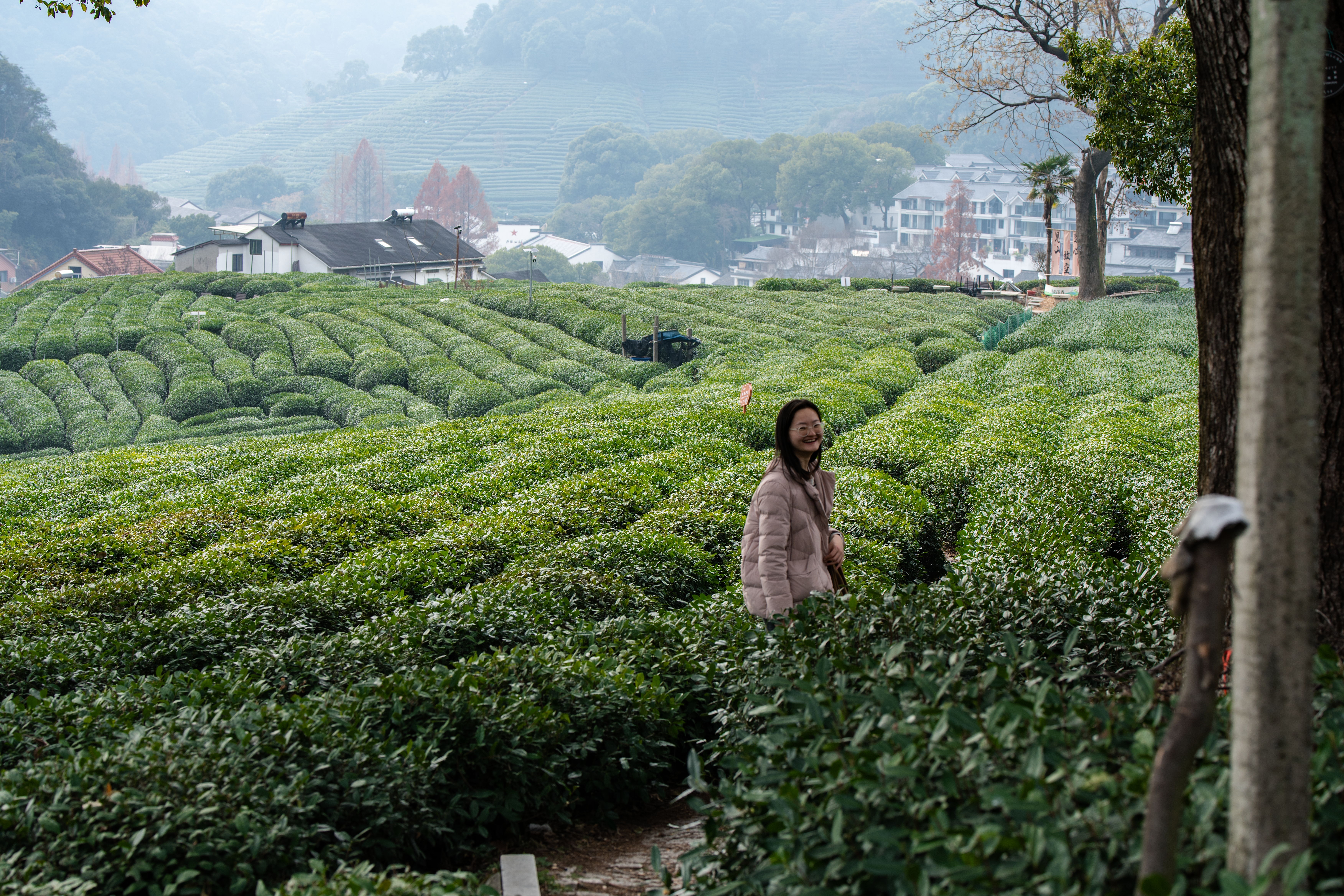 Where Tea Rang through the Hills